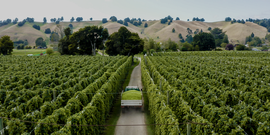 NZ Experimental Hops