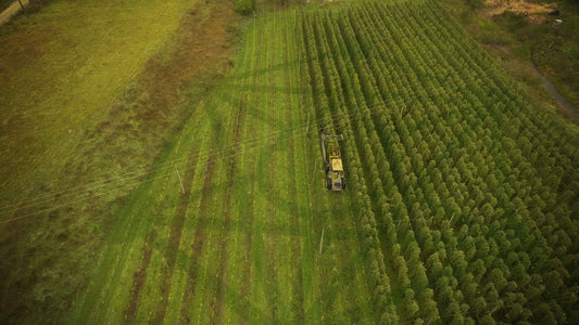 Hāpi Days In The Hop Fields