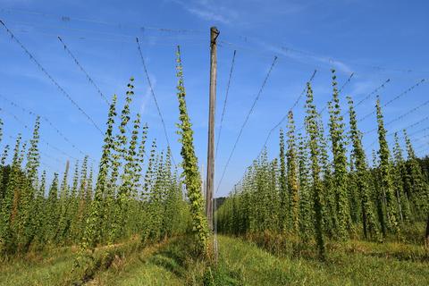 Hop Harvest